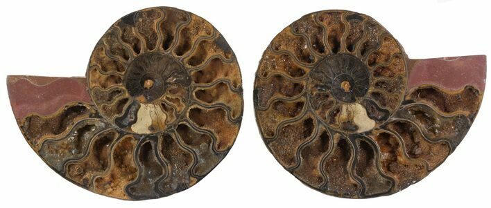 Split Black/Orange Ammonite Pair - Unusual Coloration #55729